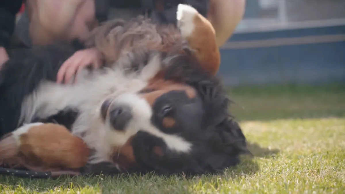 Blije hond in het gras op Hvalpsund Familie Camping