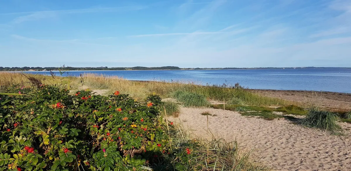 Rozenbottels bij het strand