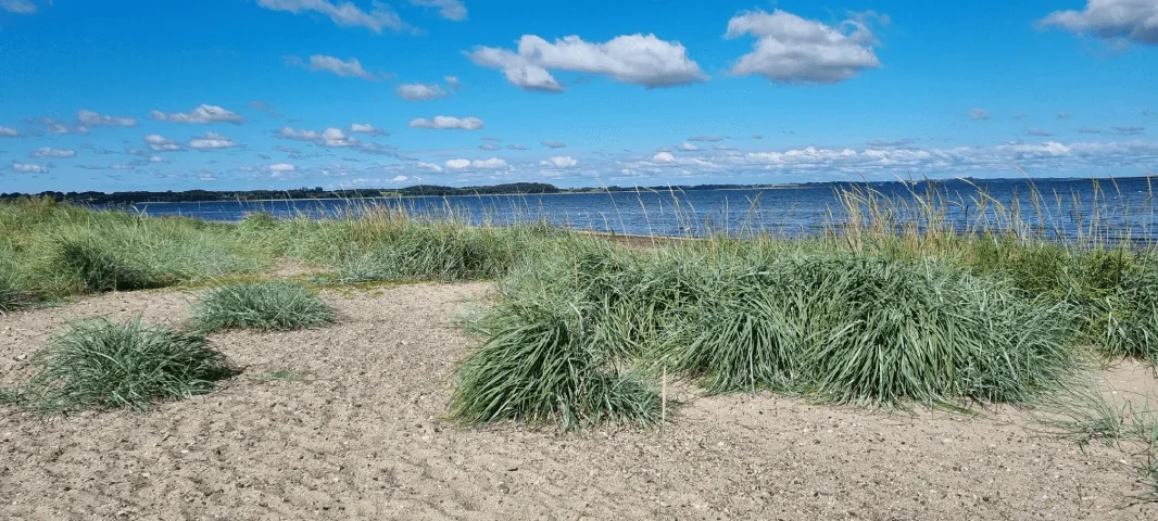Helmgras bij het strand