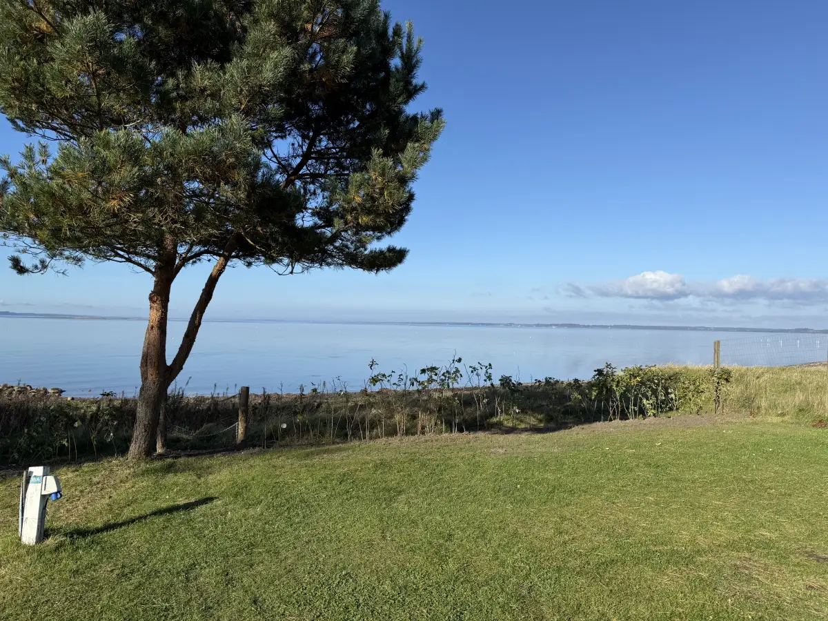 Pine tree and lawn overlooking the Limfjord on a sunny day