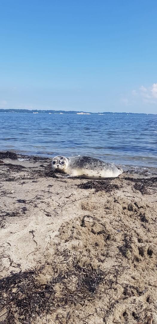 Zeehond