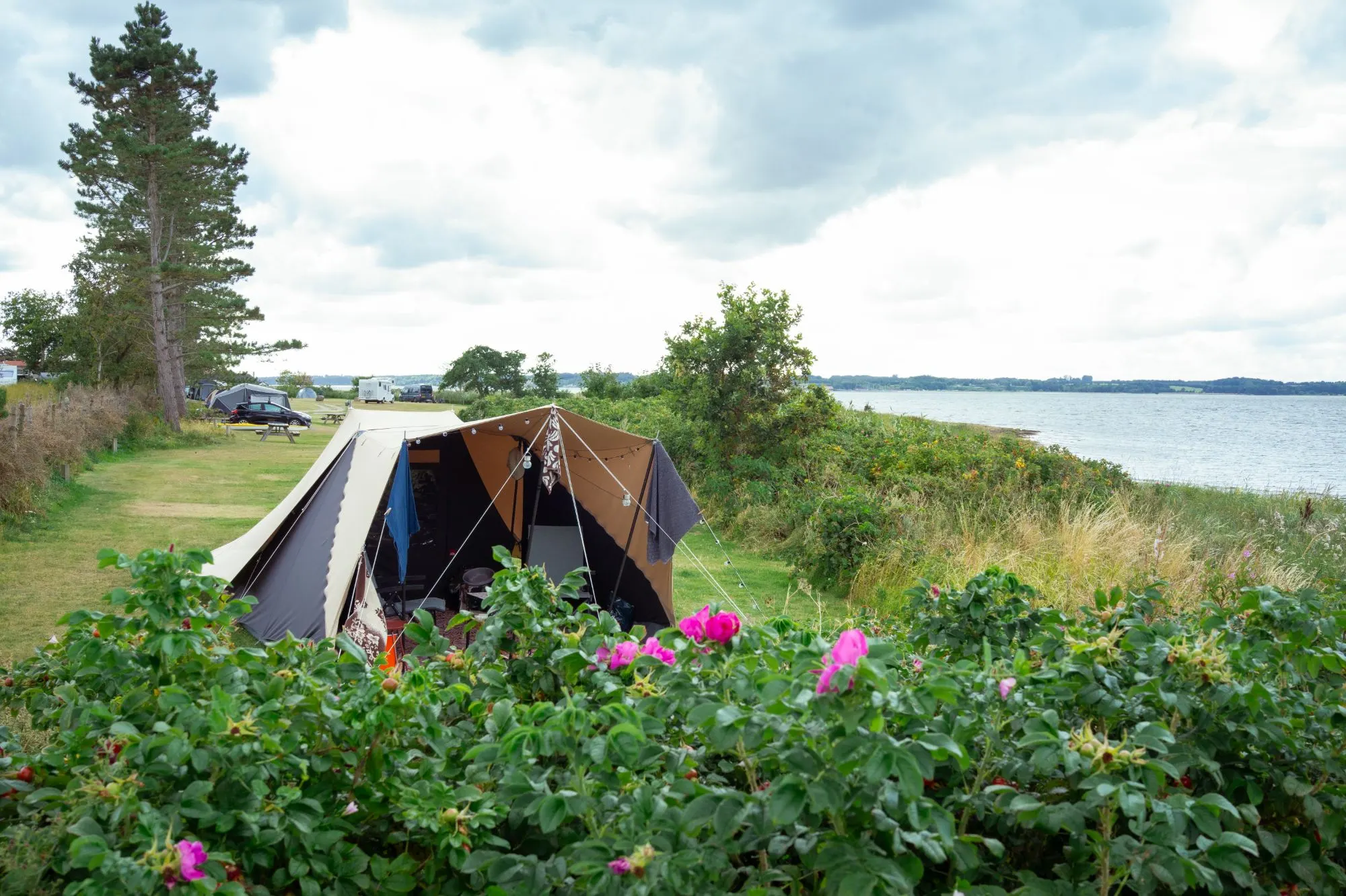 Tent met lichtslinger op het tentenveld met rozenstruiken en uitzicht op de Limfjord